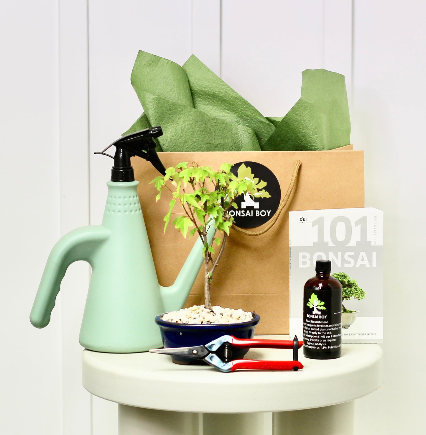 Bonsai Starter Kit - Maple - Pippi - 17cm