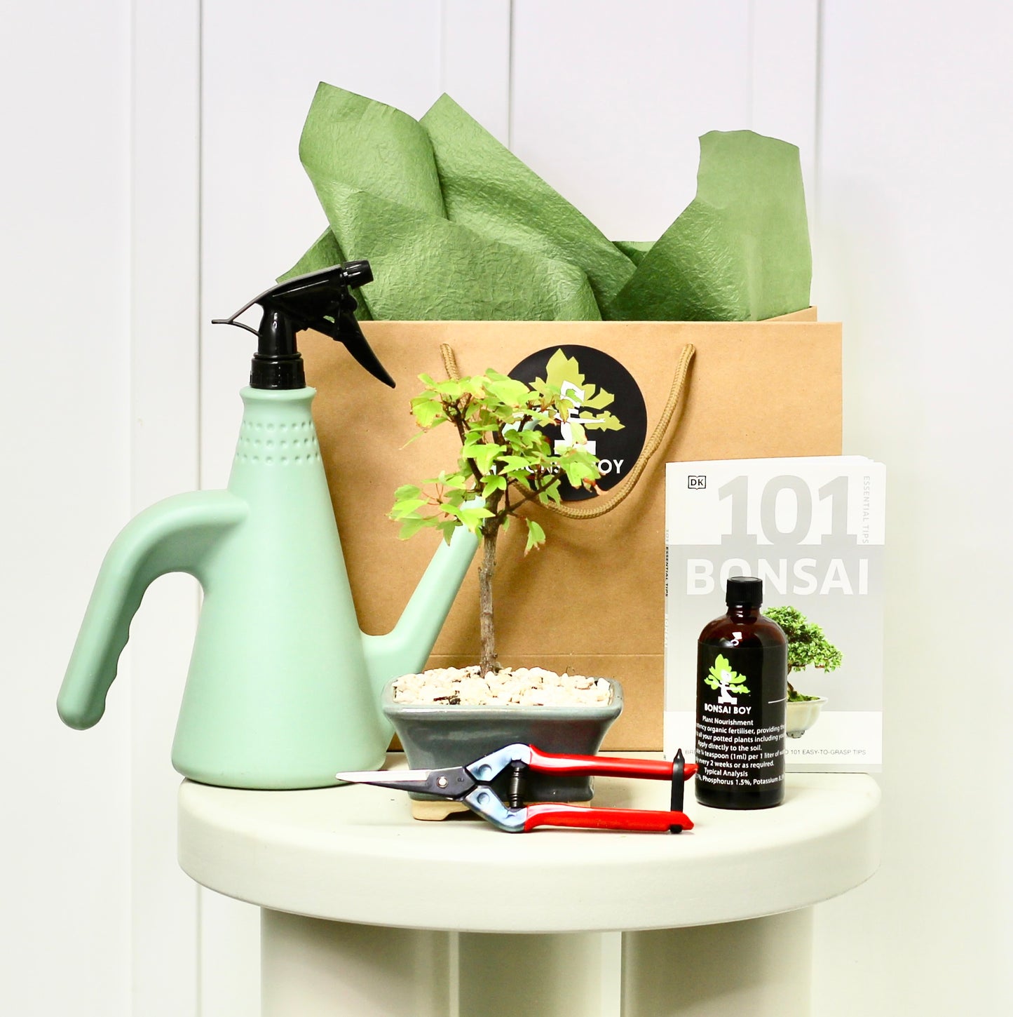 Bonsai Starter Kit - Maple - Hugo - 17cm