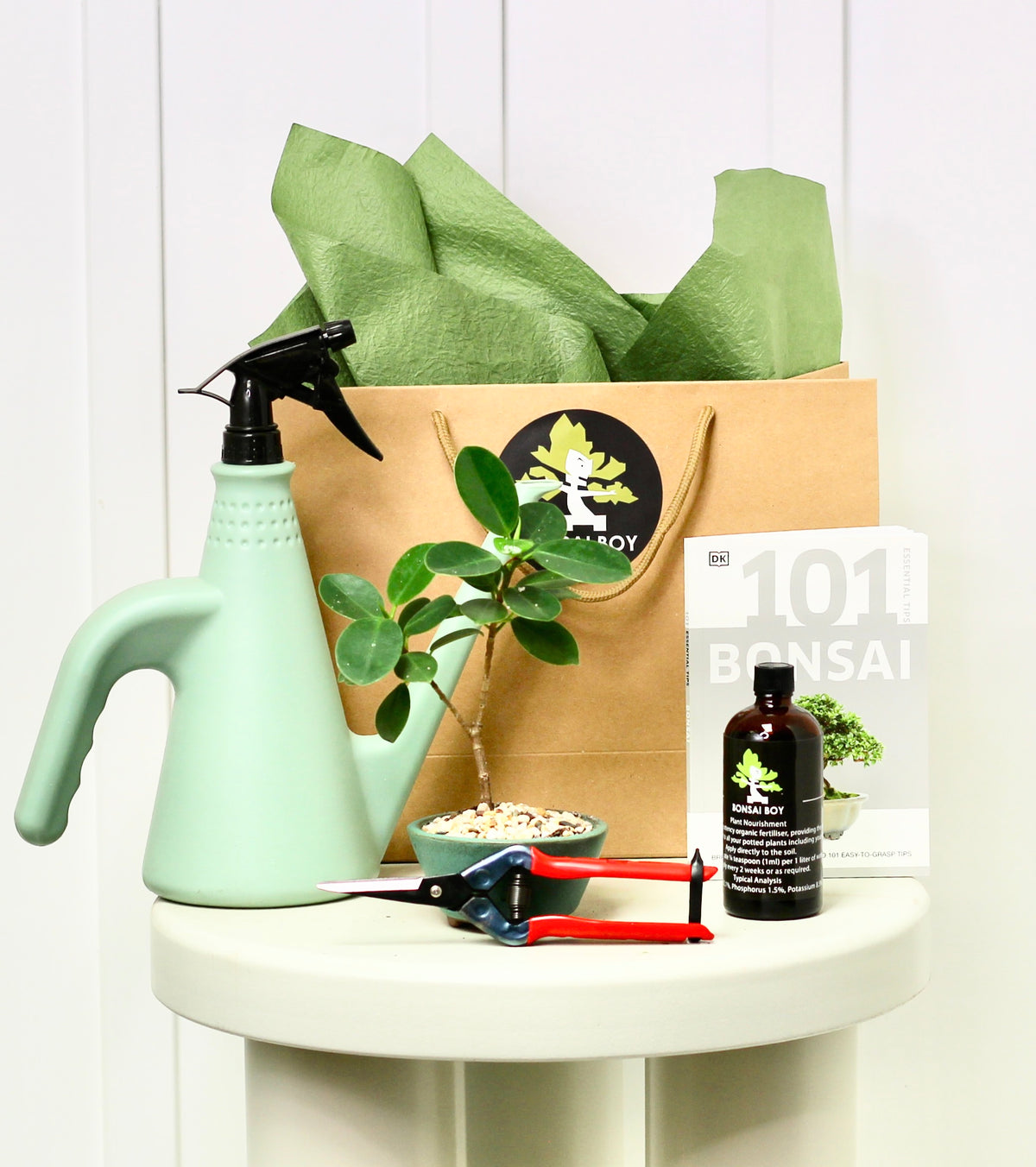 Bonsai Starter Kit - Ficus Green Island - Annabelle - 21cm