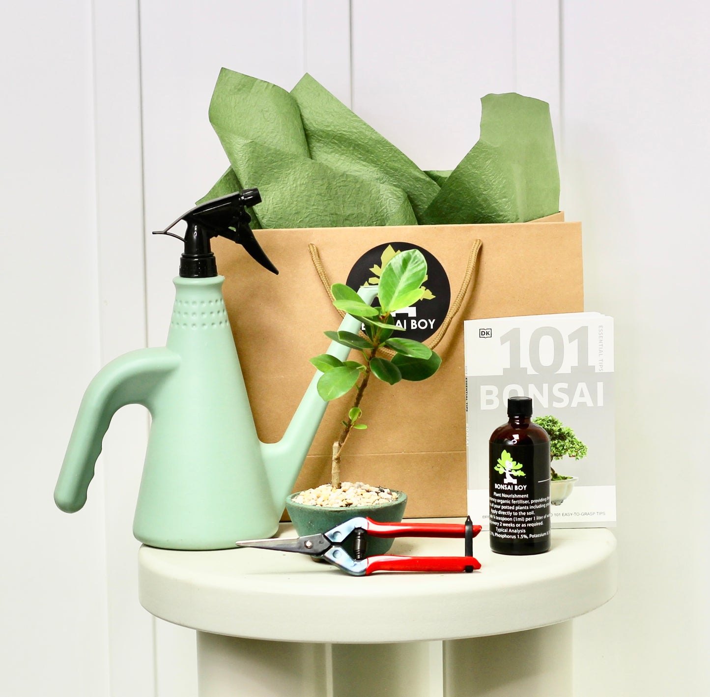 Bonsai Starter Kit - Ficus Green Island - Owen - 21cm