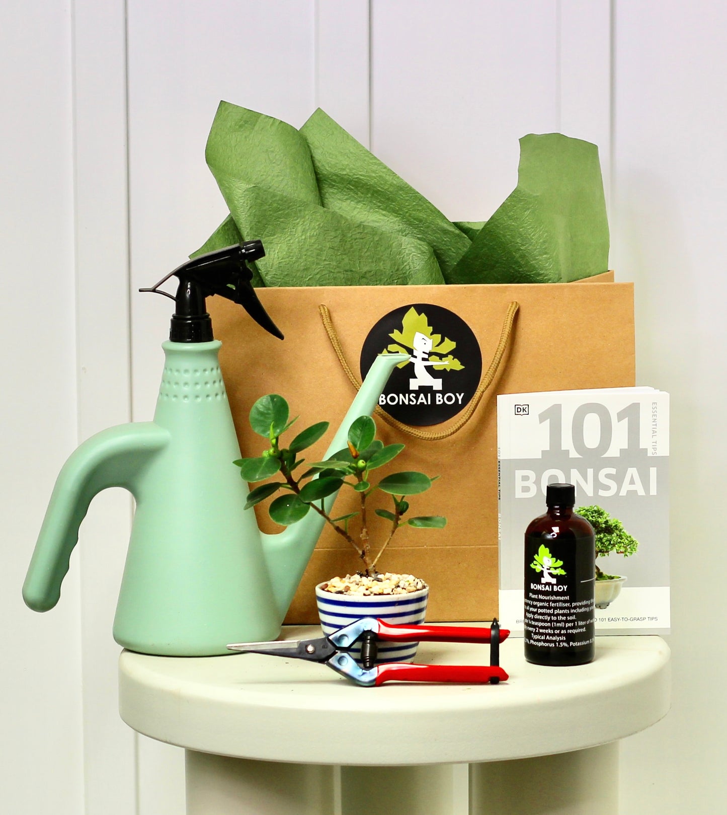 Bonsai Starter Kit - Ficus Green Island - Evie - 20cm