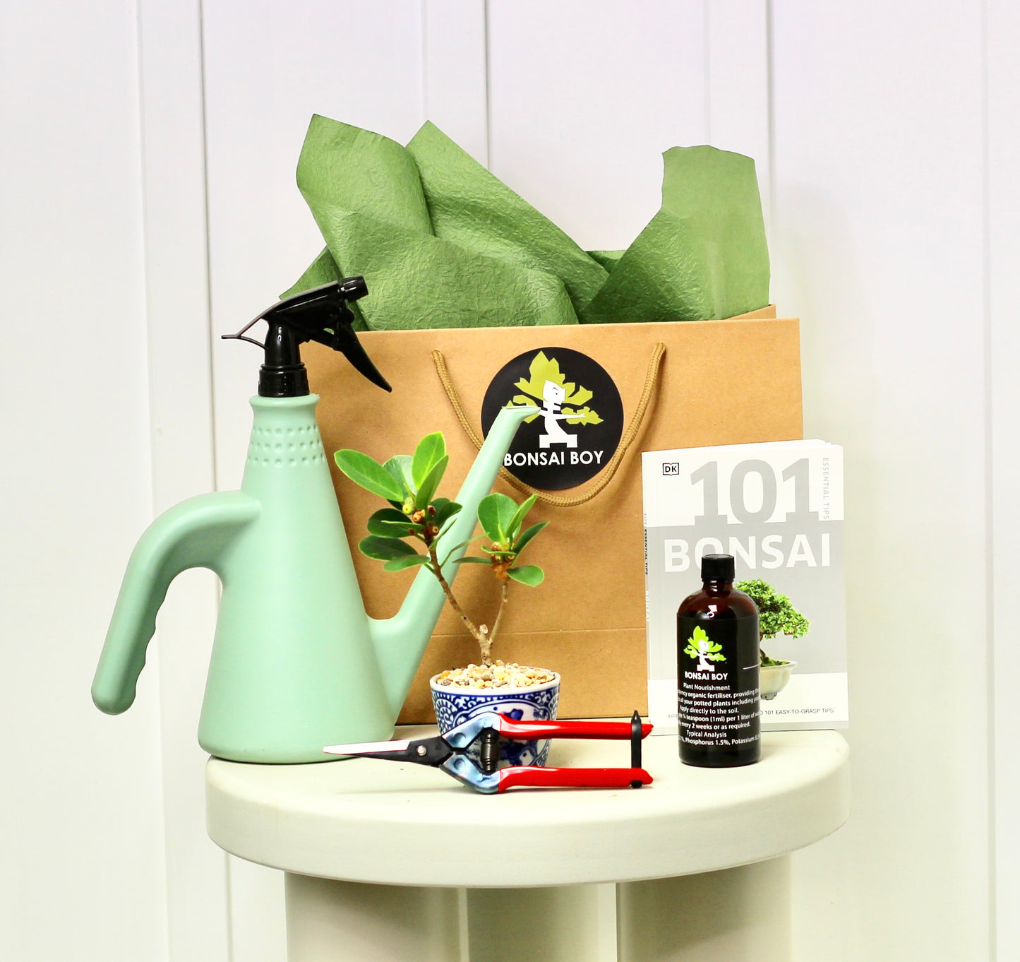 Bonsai Starter Kit - Ficus Green Island - Poppy - 20cm