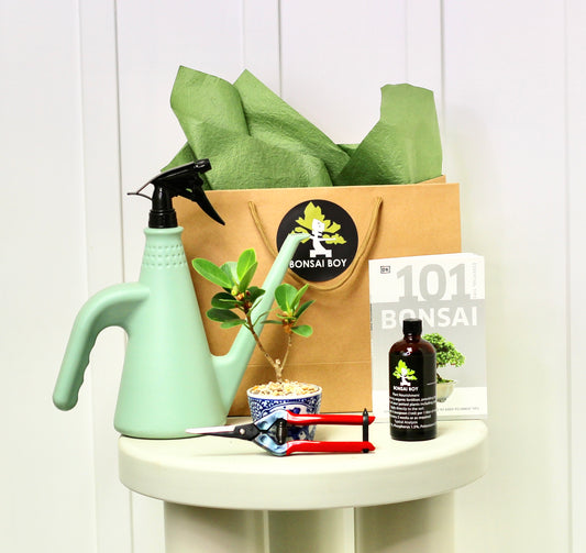 Bonsai Starter Kit - Ficus Green Island - Poppy - 20cm