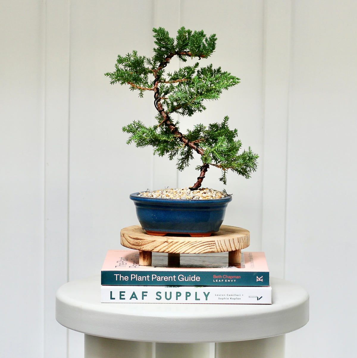 Bonsai - Juniper - Ester - 30cm