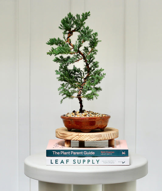 Bonsai - Juniper - Greta - 30cm