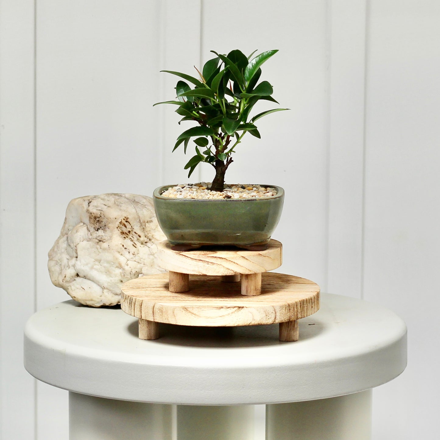 Bonsai - Port Jackson Fig - Ellie - 20cm