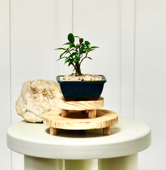 Bonsai - Port Jackson Fig - Preton - 20cm