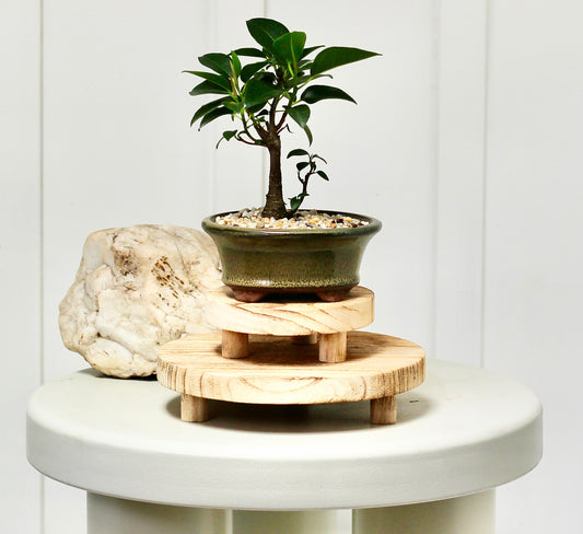 Bonsai - Port Jackson Fig - Brian - 20cm