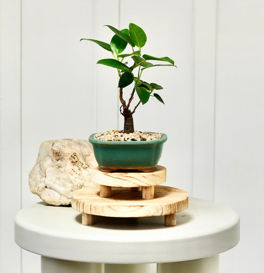 Bonsai - Port Jackson Fig - Georgie - 20cm