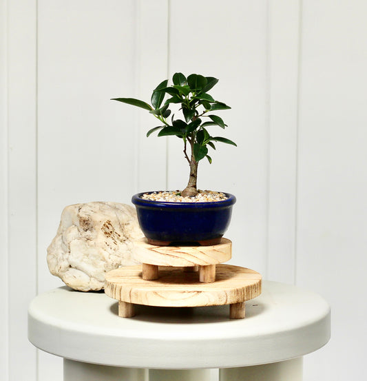 Bonsai - Port Jackson Fig - Belle - 20cm