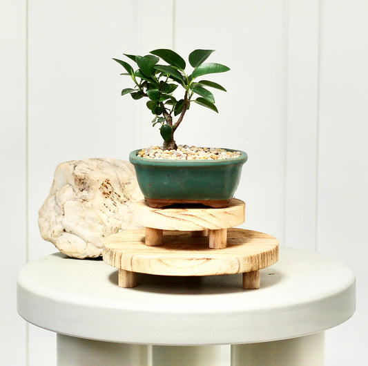 Bonsai - Crassula Ovata - Orla - 20cm