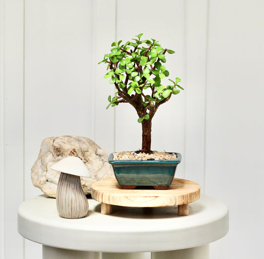 Bonsai - Crassula Ovata - Finn- 20cm