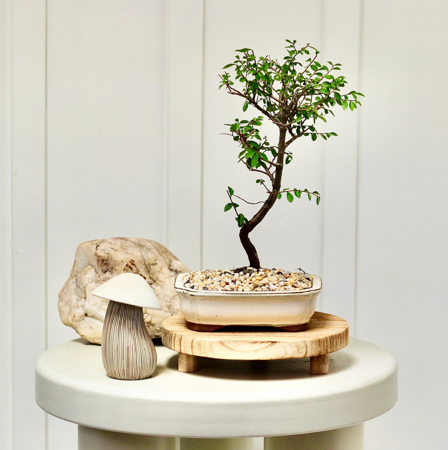 Bonsai - Chinese Elm - Carma - 27cm