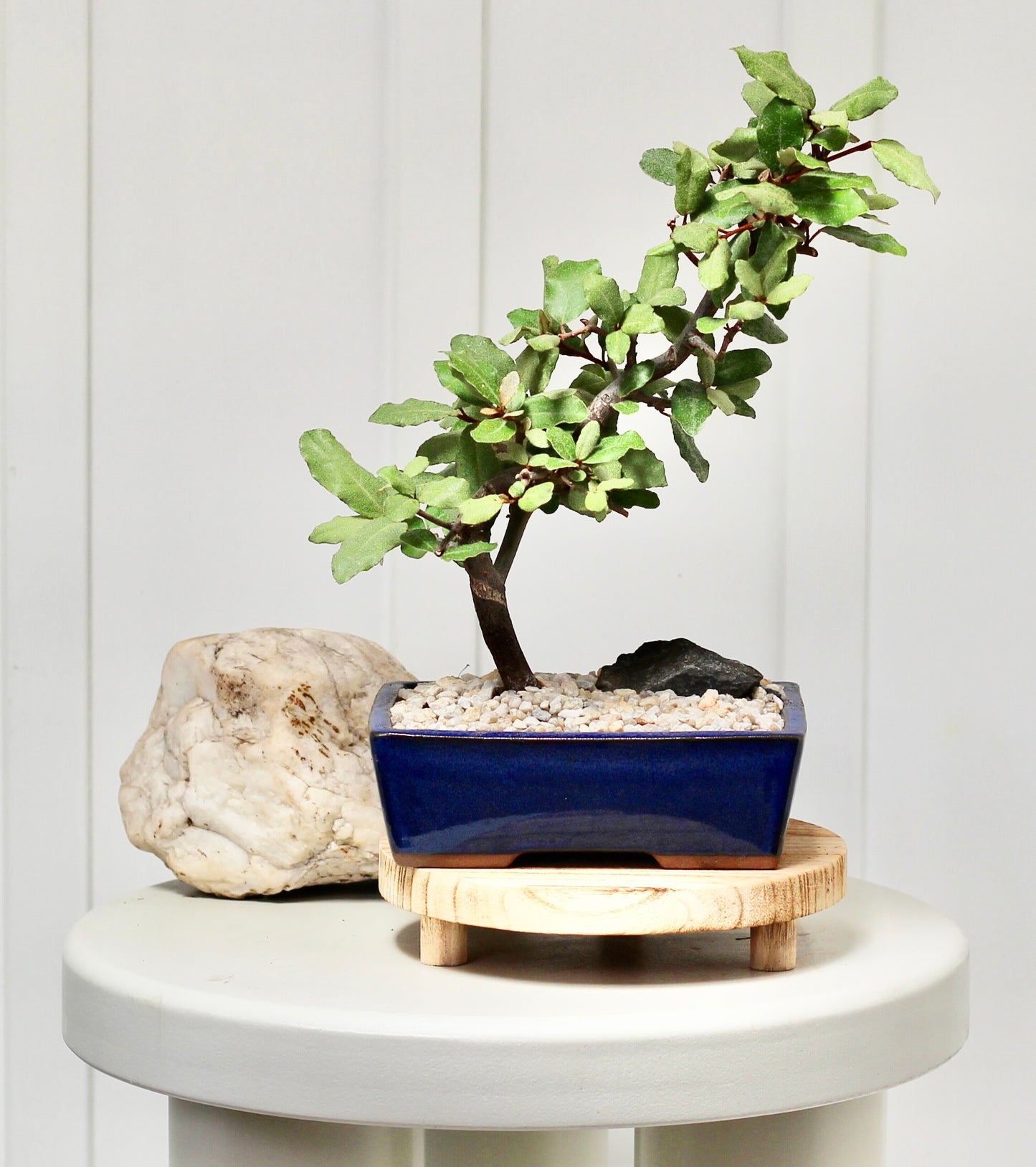 Bonsai - Japanese Silverberry - Elizabeth - 30cm