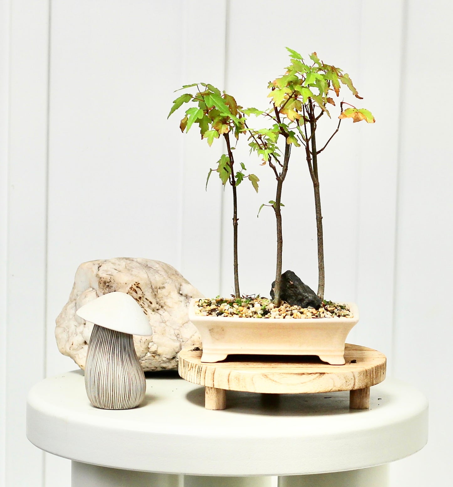 Bonsai - Maple Settig - Lennie - 28cm