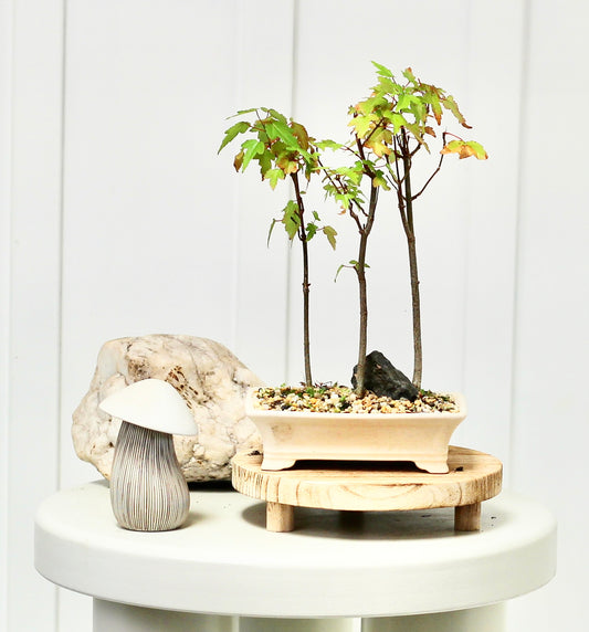 Bonsai - Maple Settig - Lennie - 28cm