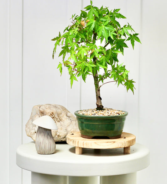 Bonsai - Maple - Roberta - 35cm