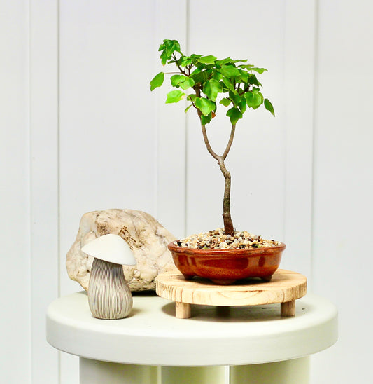 Bonsai - Maple - Arki - 22cm
