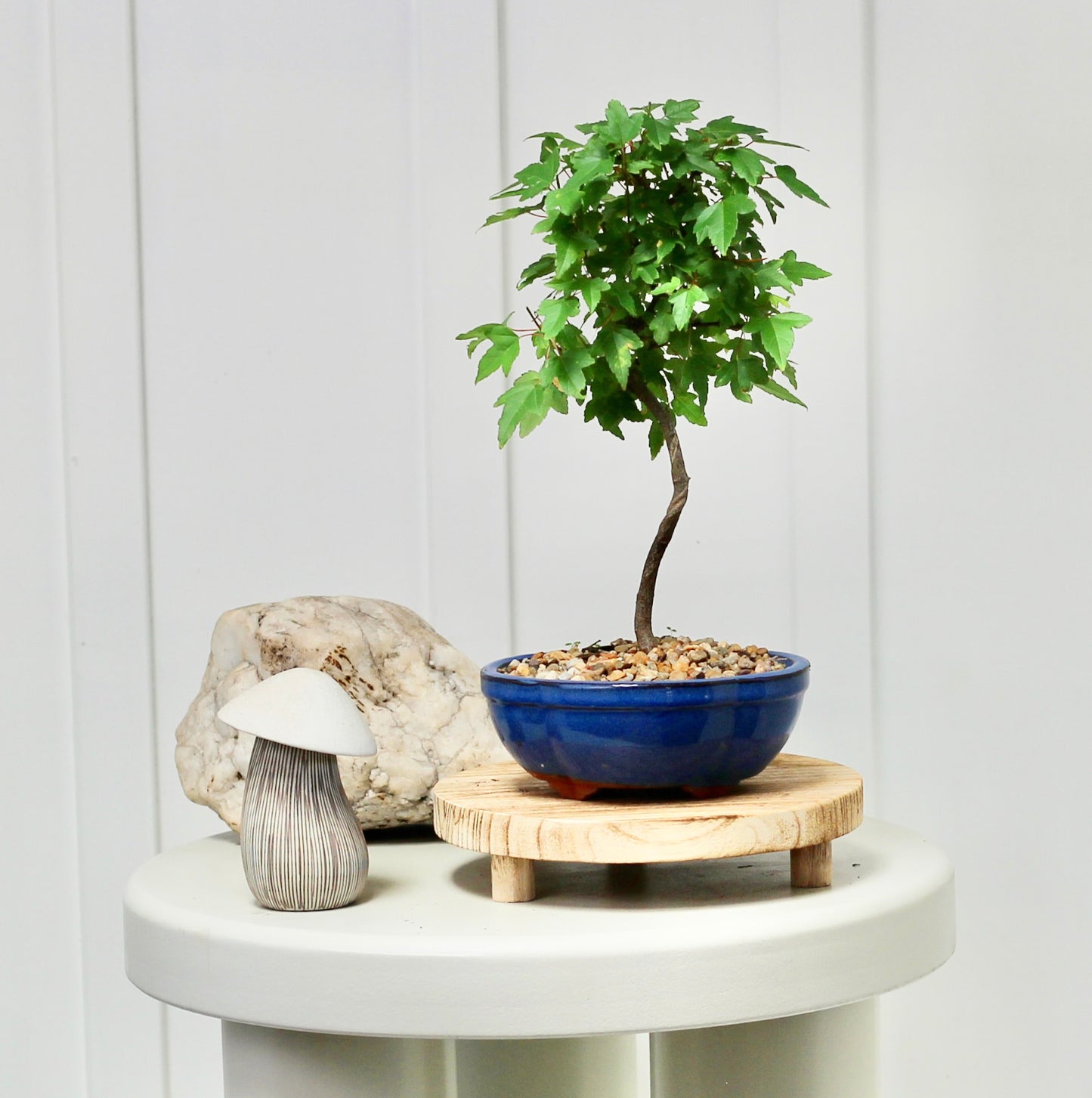 Bonsai - Maple - Arlo - 22cm