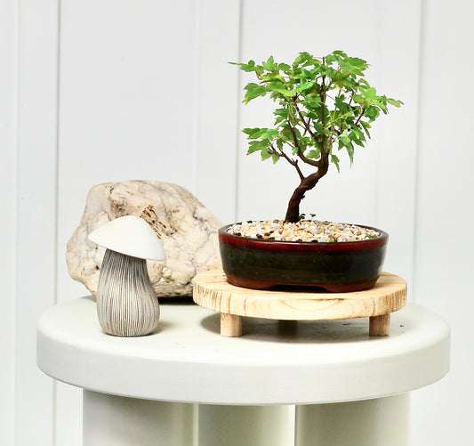 Bonsai - Maple - Cosmo - 21cm
