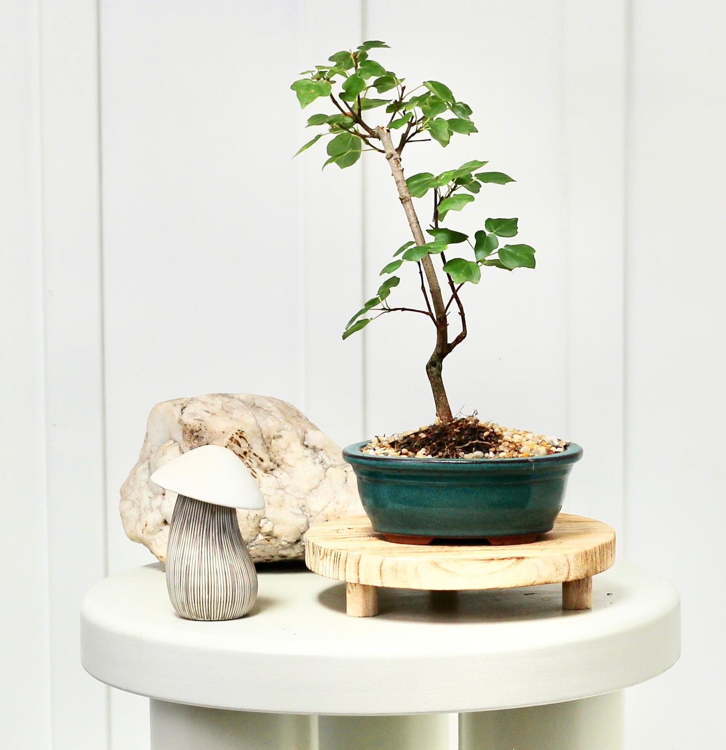 Bonsai - Maple - Freda - 21cm