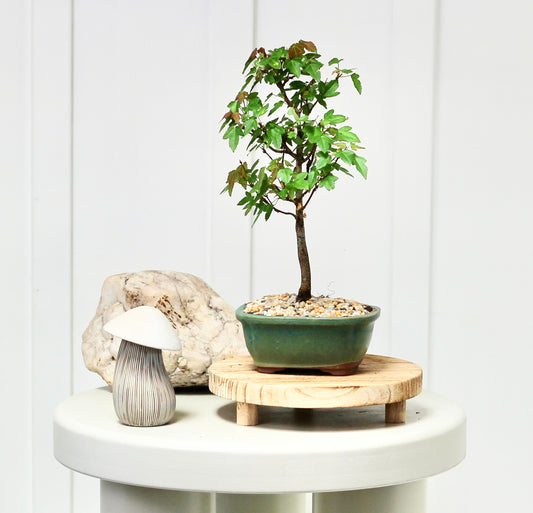 Bonsai - Maple - Larry - 30cm