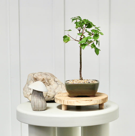 Bonsai - Maple - Margot - 30cm