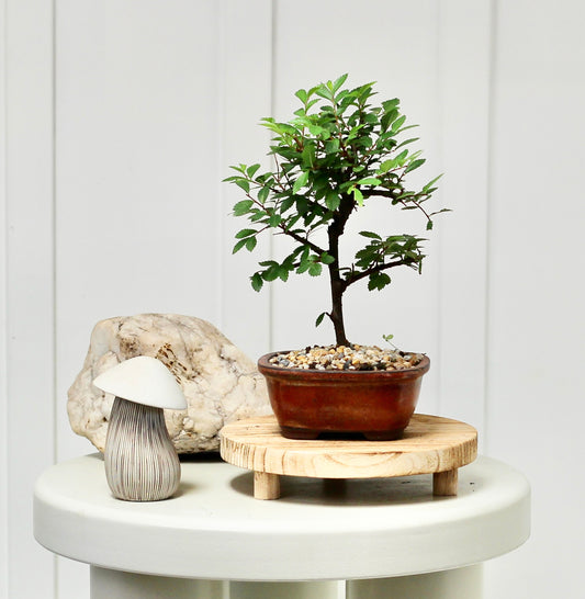 Bonsai - Cork Bark Chinese Elm - Megsie - 20cm