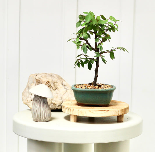 Bonsai - Cork Bark Chinese Elm - Hannah - 20cm