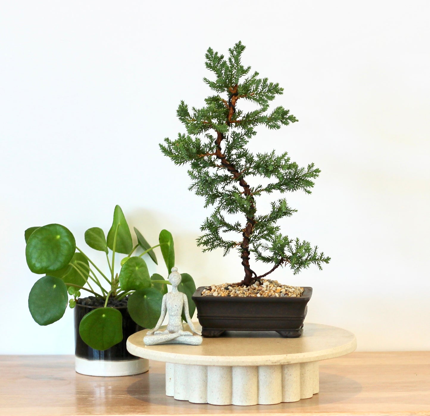 Bonsai - Juniper - Colin - 36cm