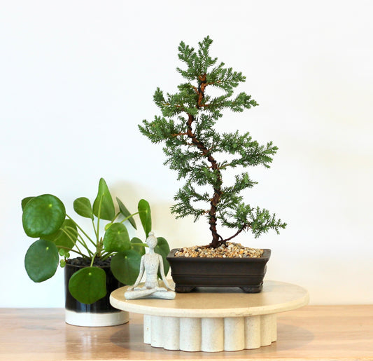 Bonsai - Juniper - Colin - 36cm