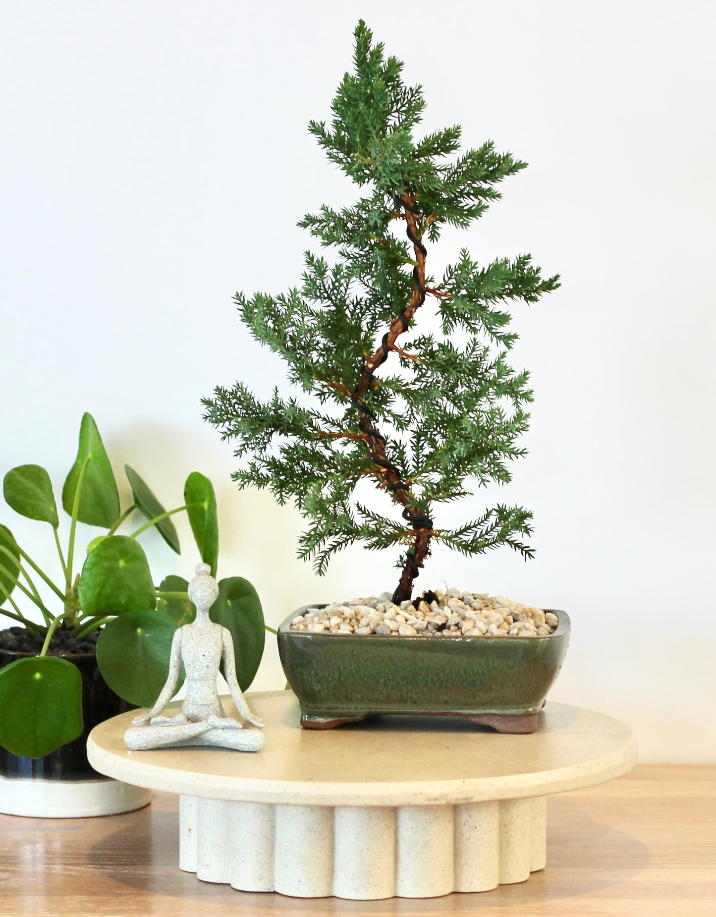 Bonsai - Juniper - Maree - 36cm