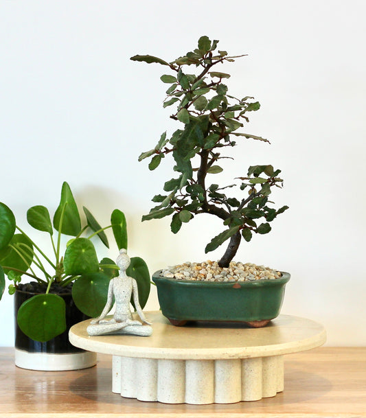 Bonsai - Japanese Silverberry - Landy - 32cm