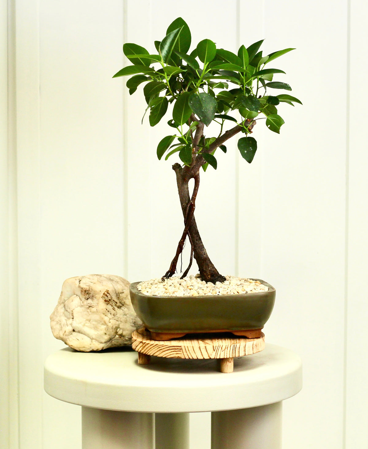 Bonsai - Port Jackson Fig - Rex - 43cm