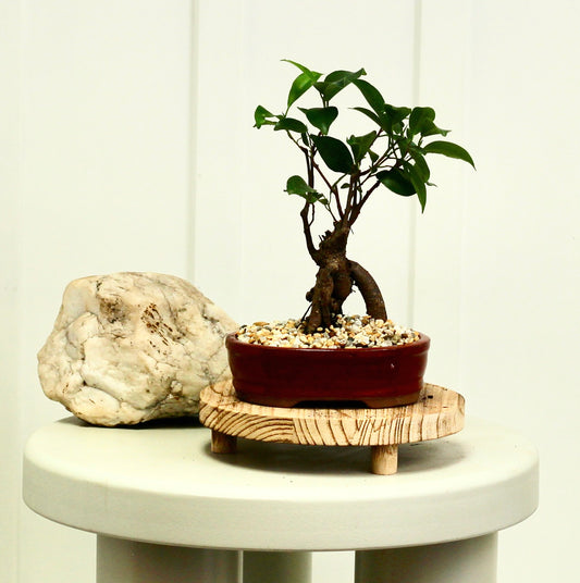 Bonsai - Port Jackson Fig - Riley - 23cm