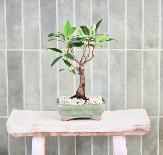 Bonsai - Port Jackson Fig - Annie - 26cm