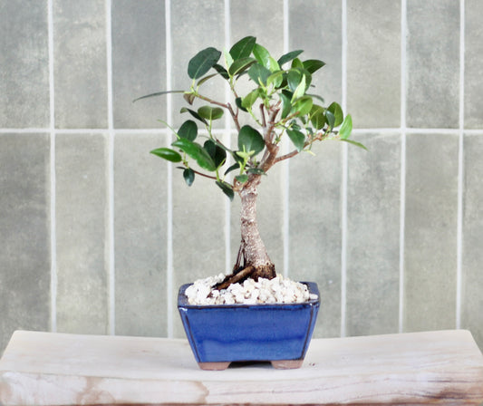 Bonsai - Port Jackson Fig - Frankie - 26cm