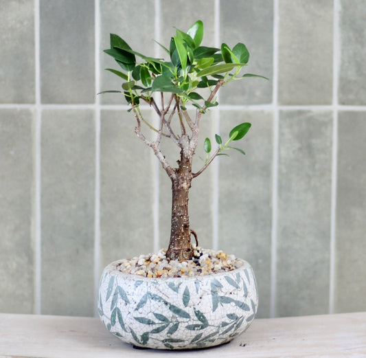 Bonsai - Port Jackson Fig - Ronnie - 26cm