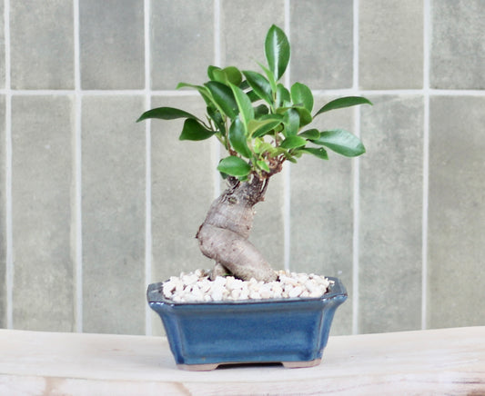 Bonsai - Port Jackson Fig - Billy - 26cm