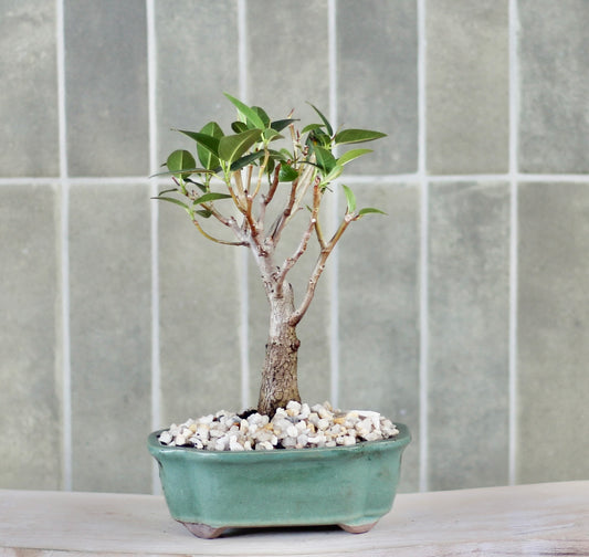 Bonsai - Port Jackson Fig - Fleur - 26cm
