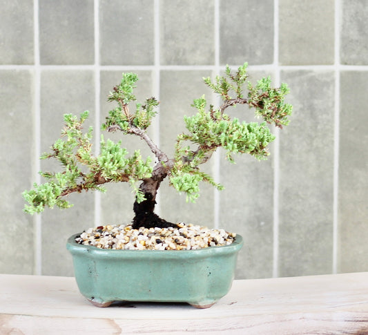 Bonsai - Juniper - Kevin - 19cm