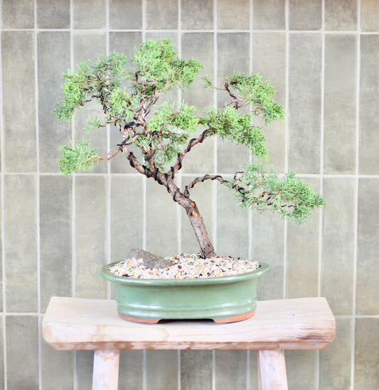 Bonsai - Juniper - Patty - 40cm