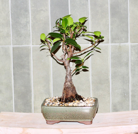 Bonsai - Port Jackson Fig - Fenn - 28cm