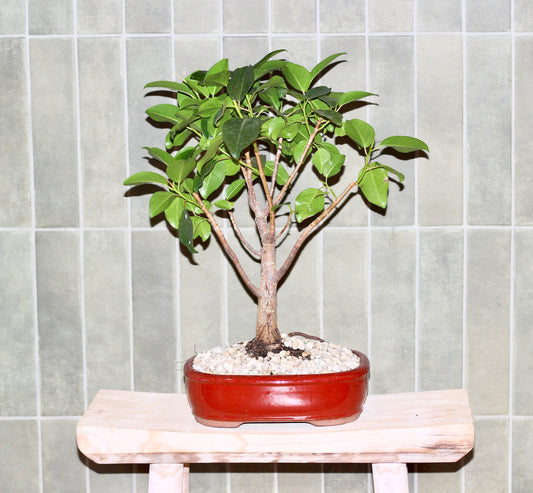 Bonsai - Port Jackson Fig - Harry - 44cm