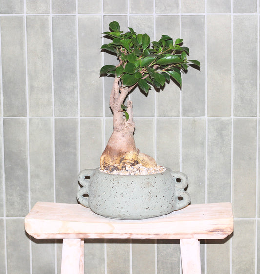 Bonsai - Port Jackson Fig - Amy - 40cm
