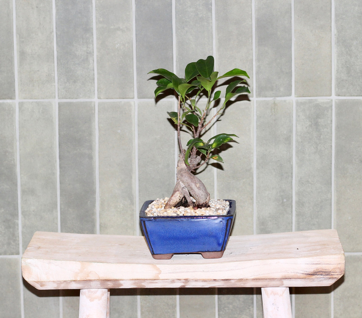 Bonsai - Port Jackson Fig - Reva - 23cm