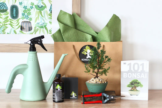 Bonsai Starter Kit - Dot - 20cm