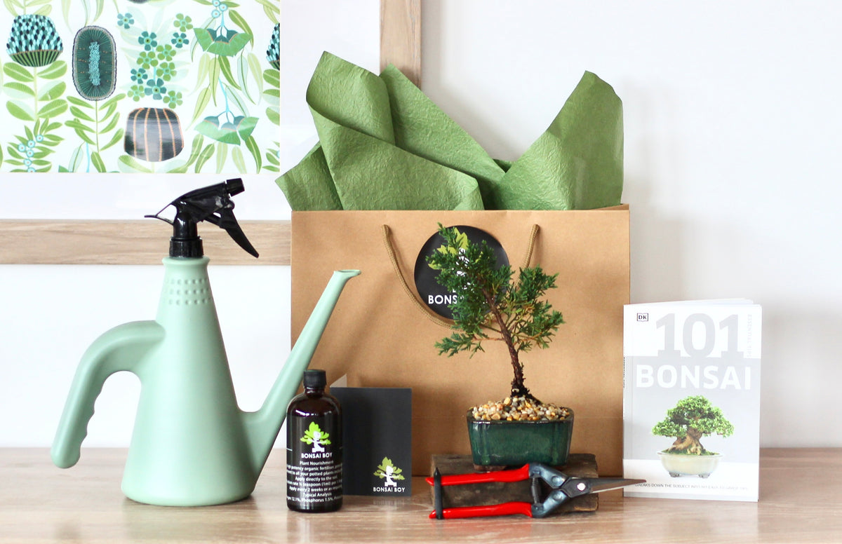 Bonsai Starter Kit - Cooper - 20cm