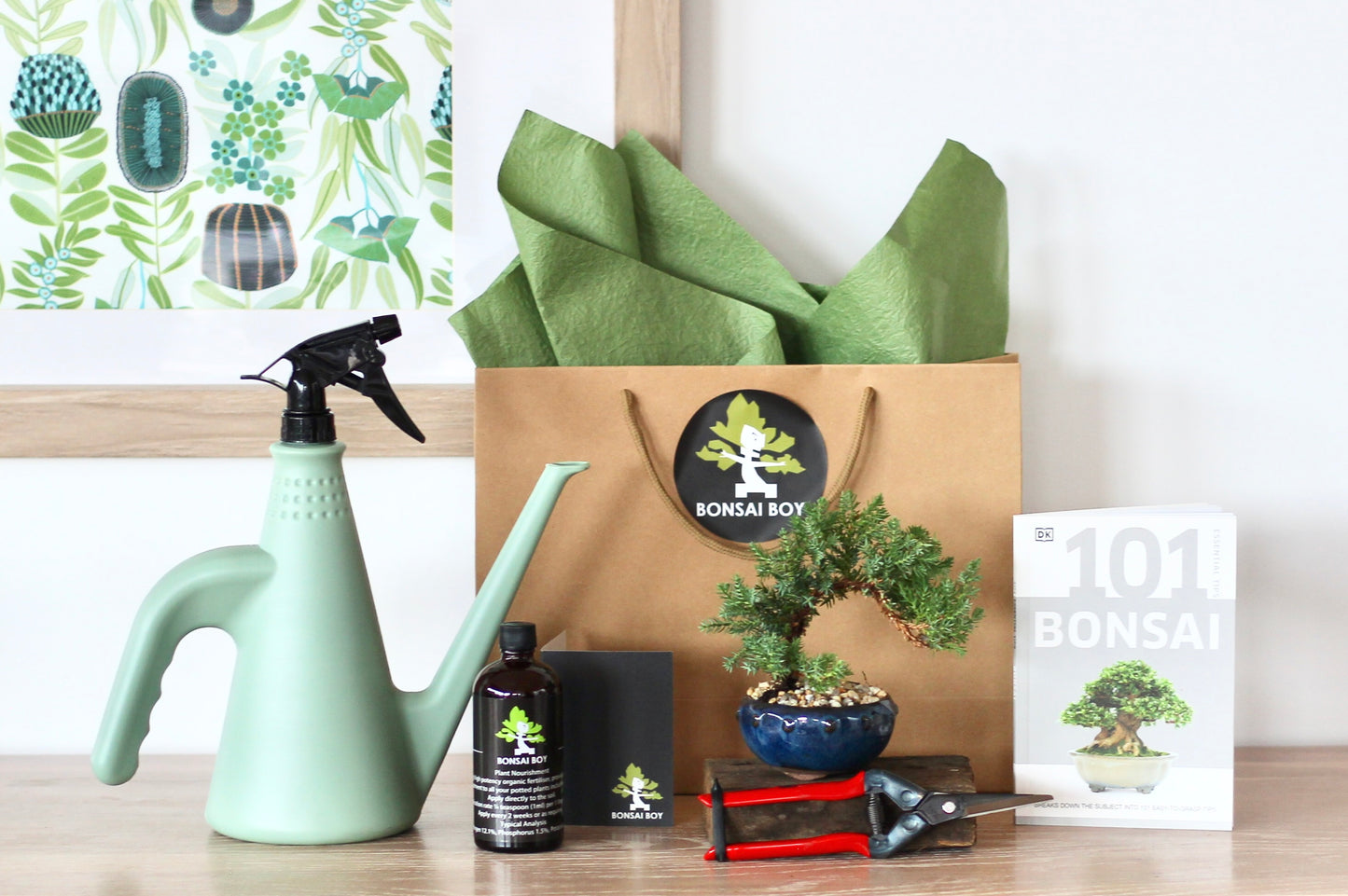 Bonsai Starter Kit - Elvis - 20cm