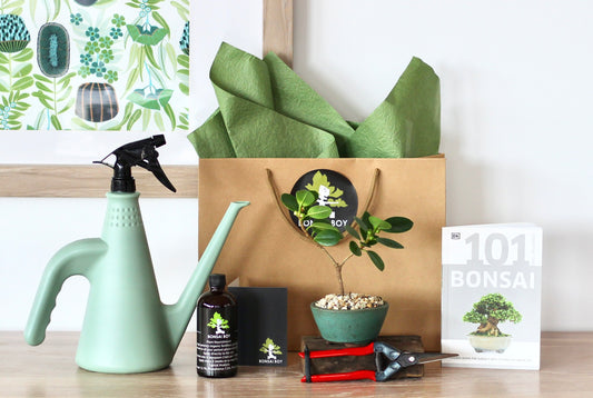 Bonsai Starter Kit - Doris - 20cm